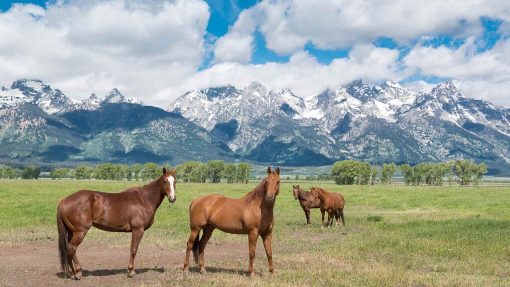 Wyoming puns