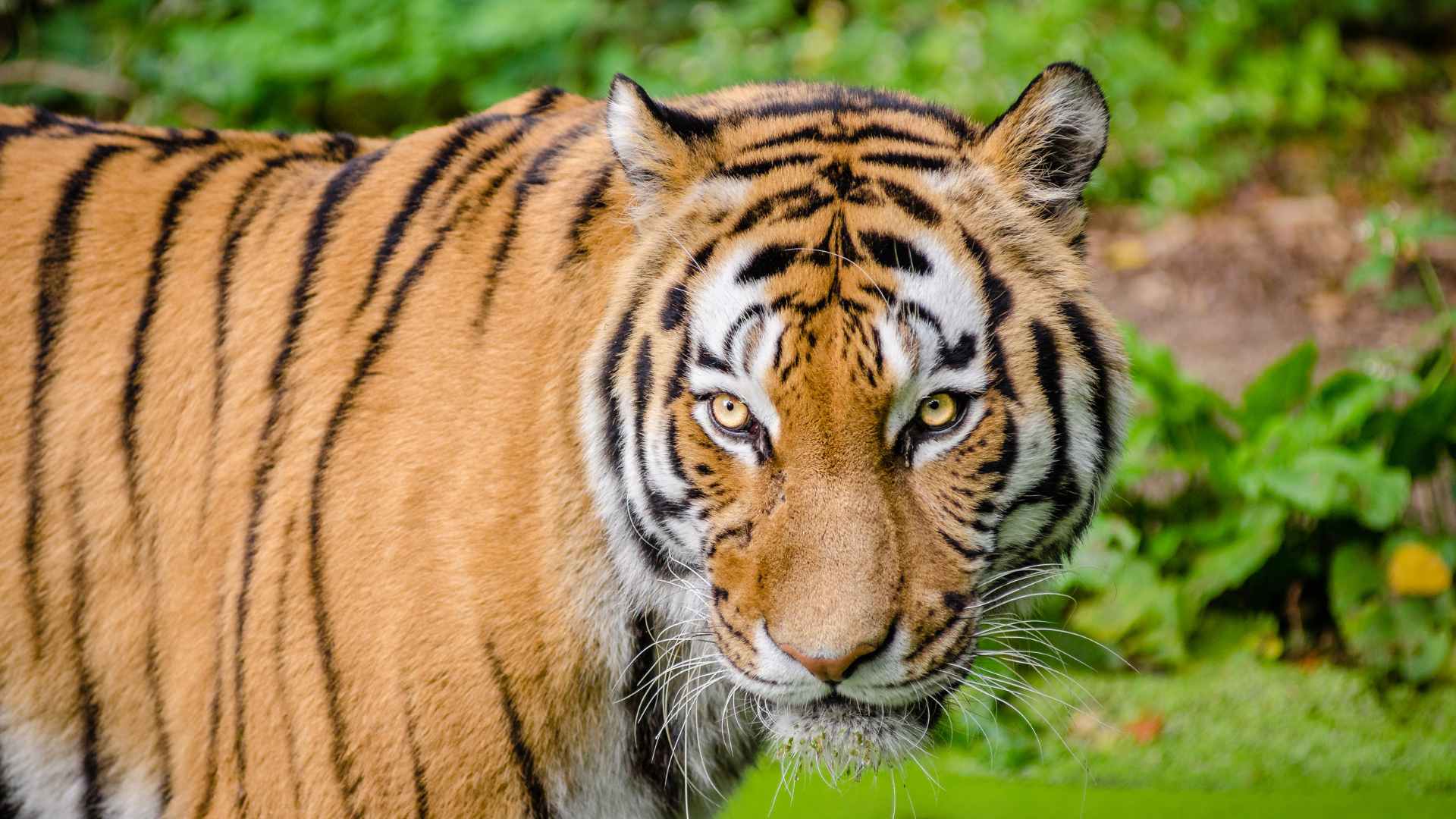 Animal in a natural setting