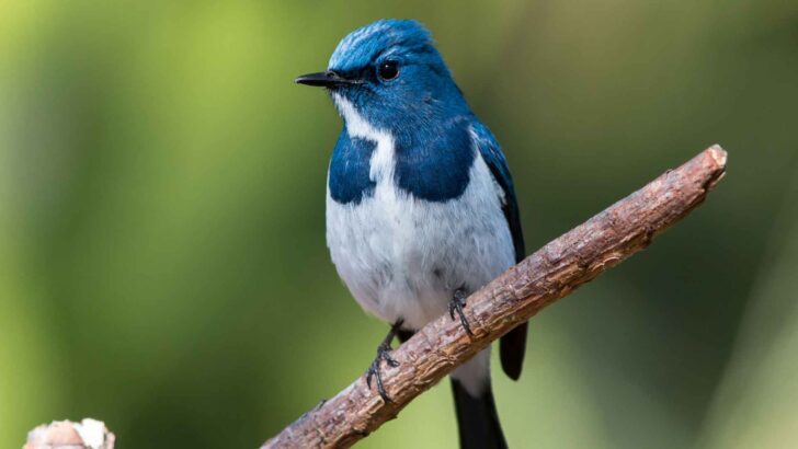 A bird photographed outdoors in a natural setting