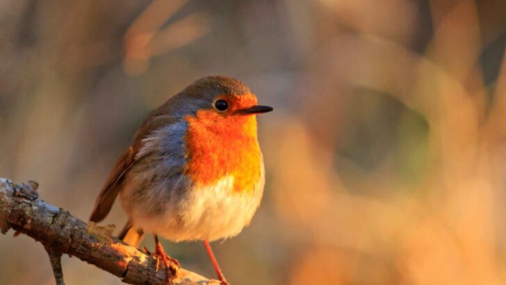 A clear close-up of a bird in natural light