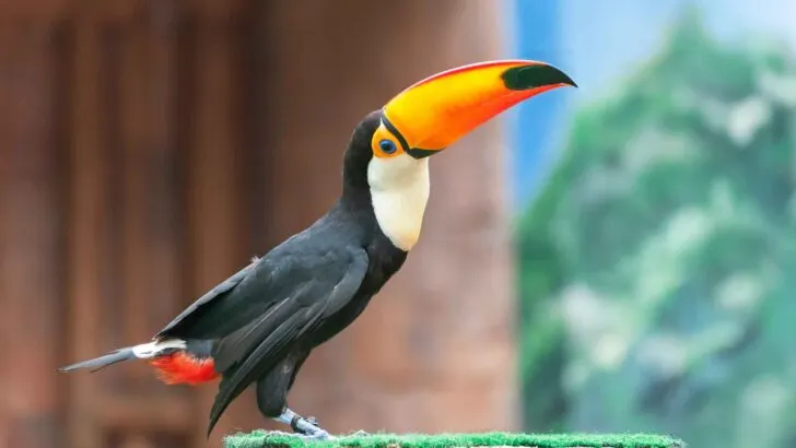 A bird shown in its outdoor habitat