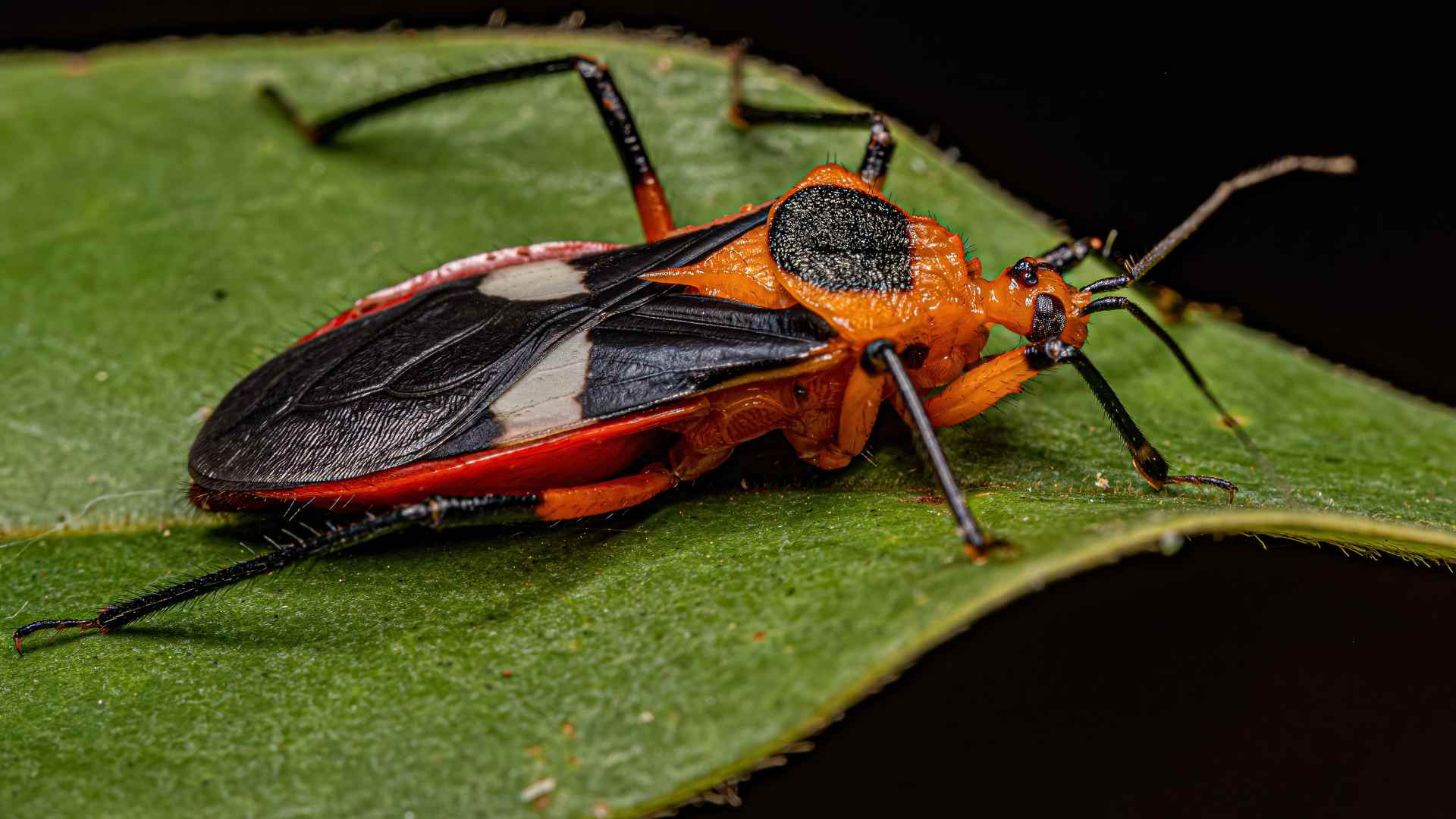 145 Bug Puns to Make You Buzz with Laughter