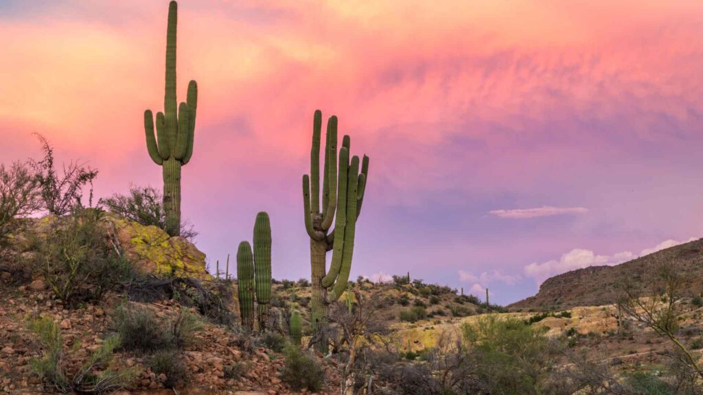 cactus puns