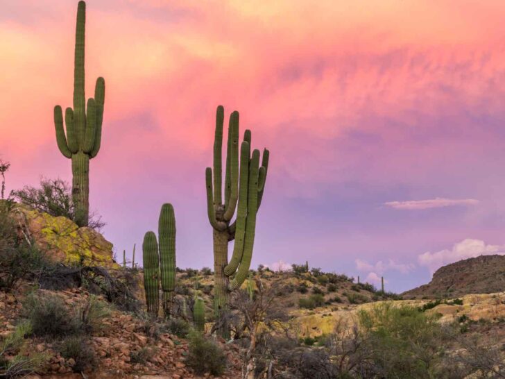 cactus puns