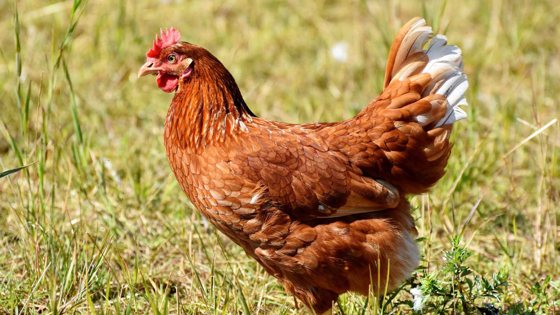 Chicken Bomb main image 0