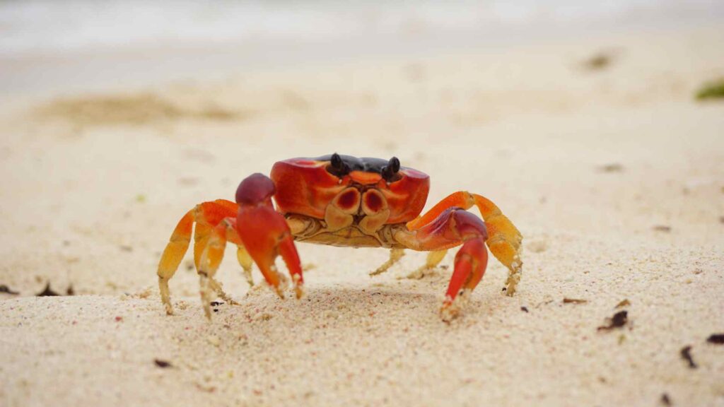 crab puns