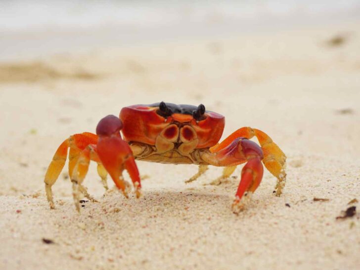 crab puns