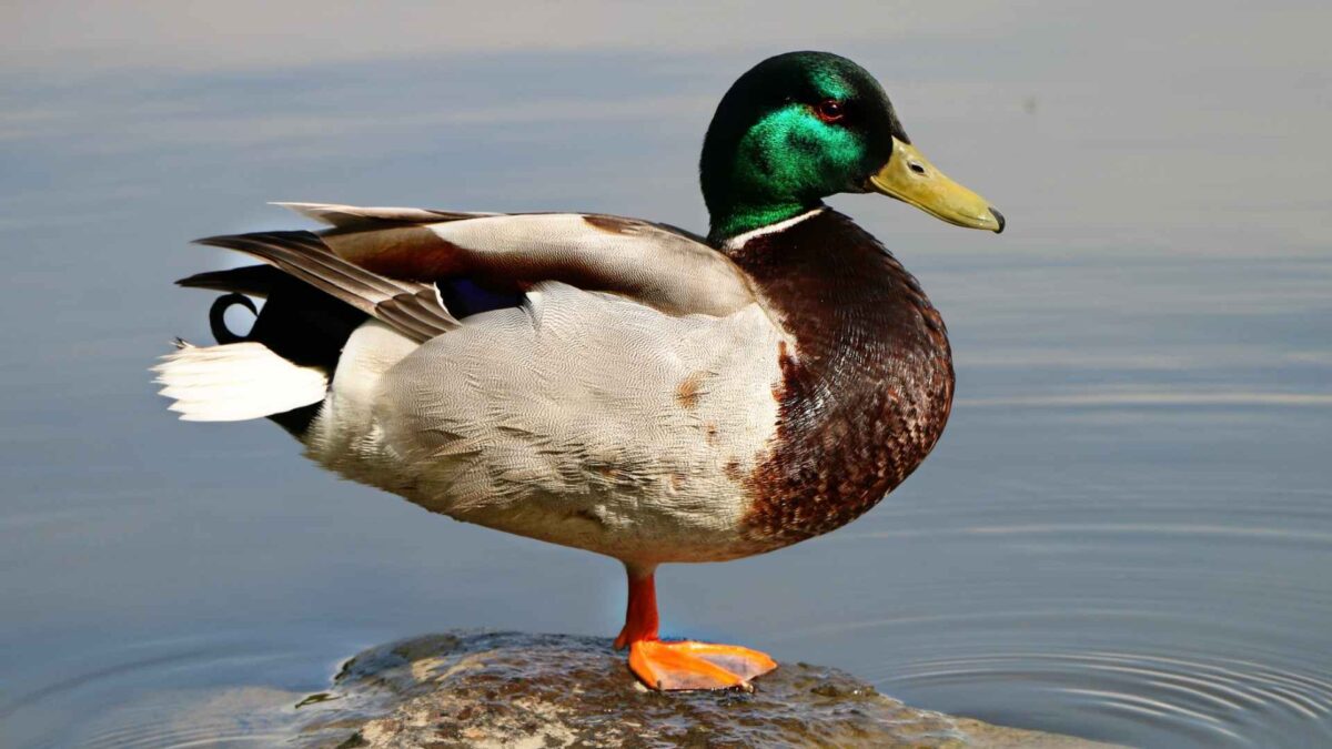 What The Duck Tee