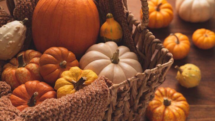 A harvest basket overflowing with orange and white pumpkins