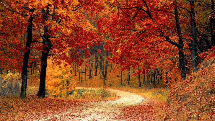 A winding path through vivid red autumn trees