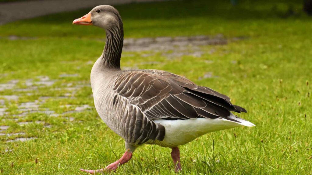 goose puns