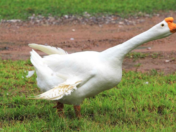 goose puns