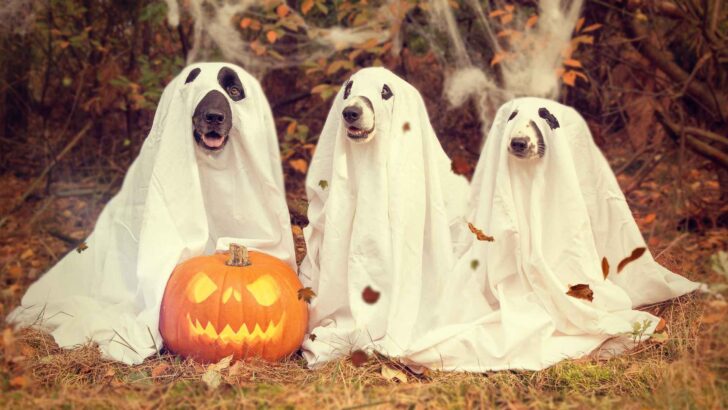 Three dogs dressed as ghosts beside a carved pumpkin