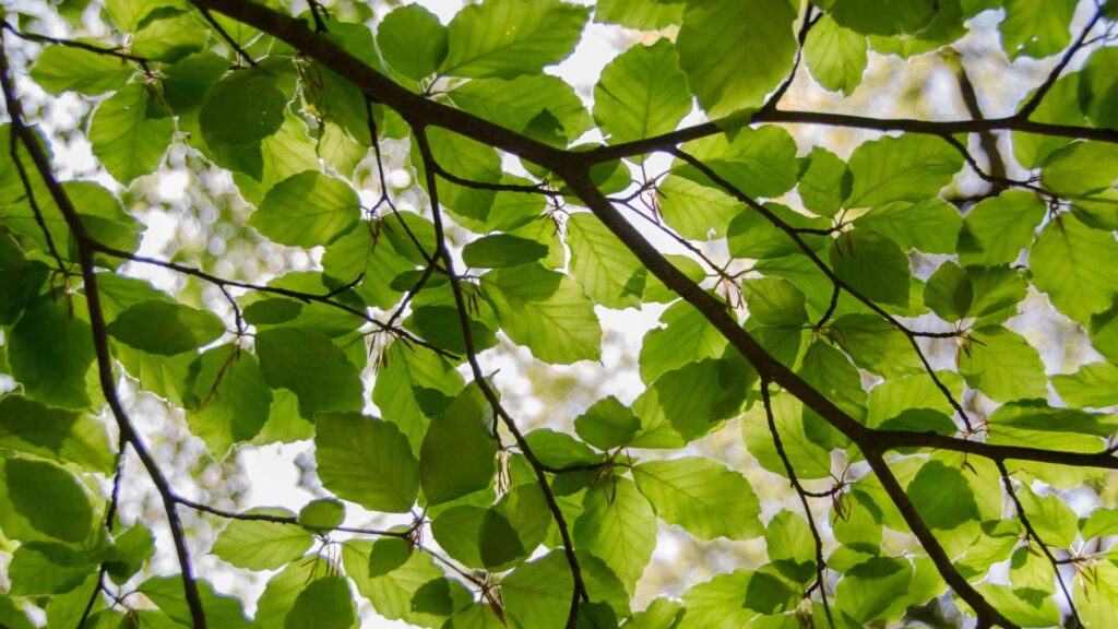 leaf puns