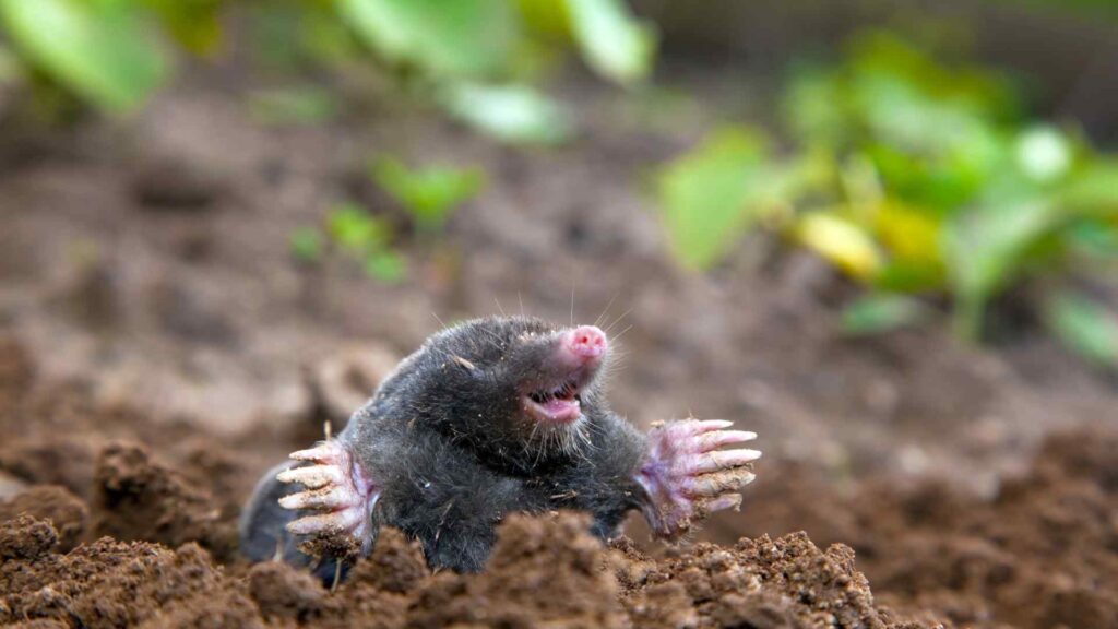 mole puns