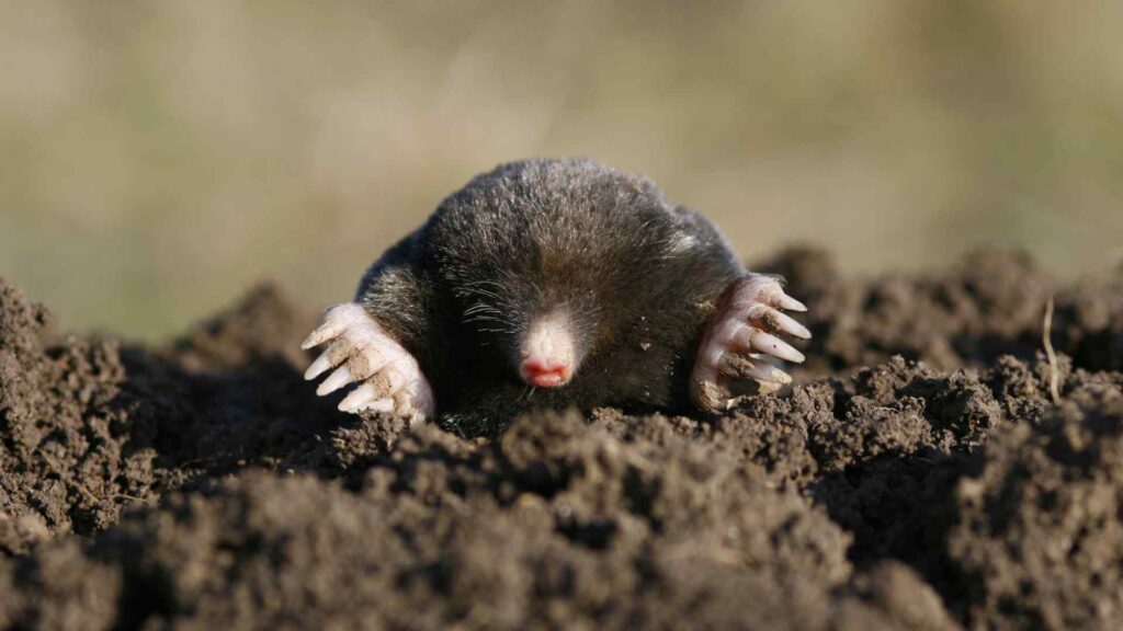 mole puns