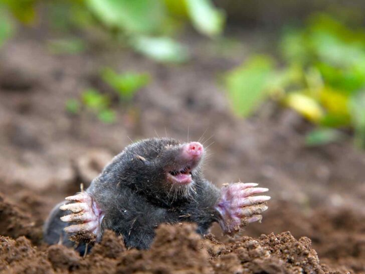 mole puns