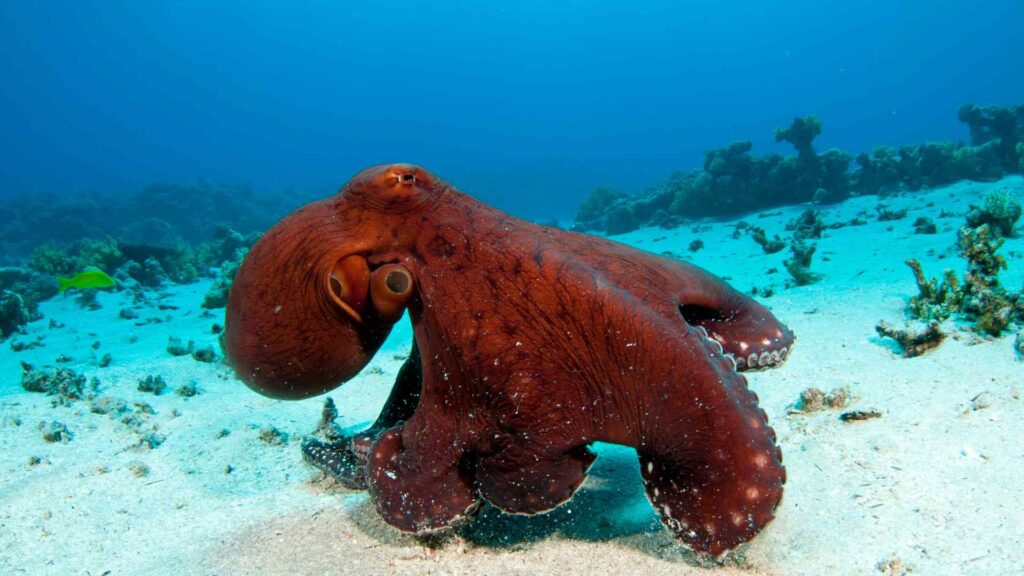 octopus puns