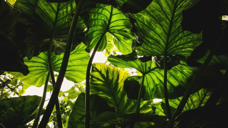 Healthy plant in a bright garden