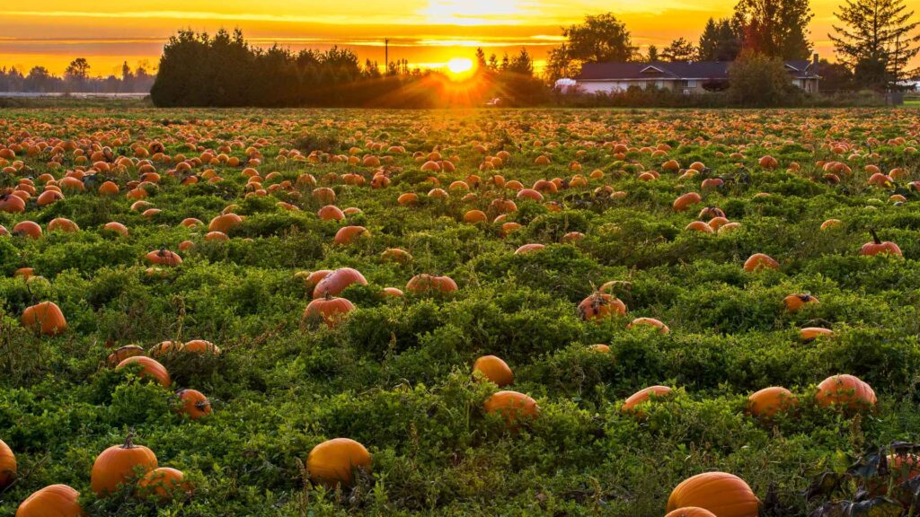 pumpkin puns