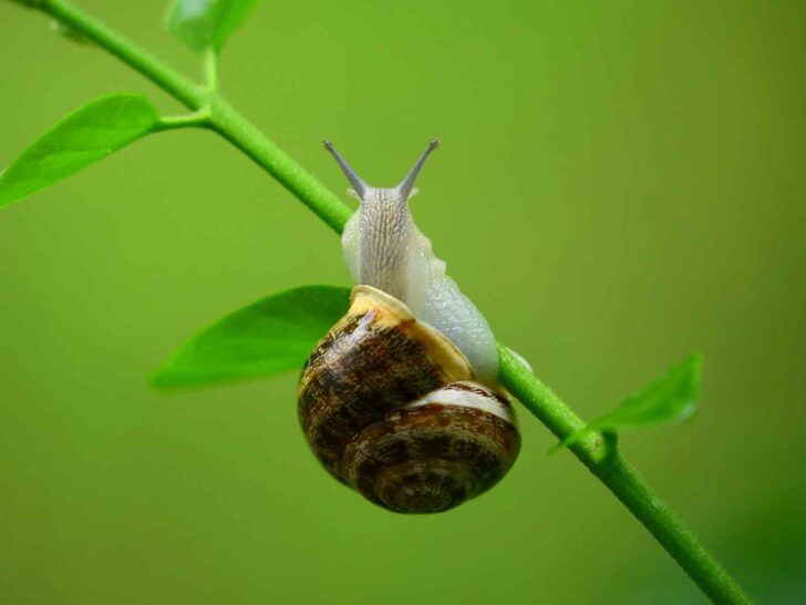 snail puns