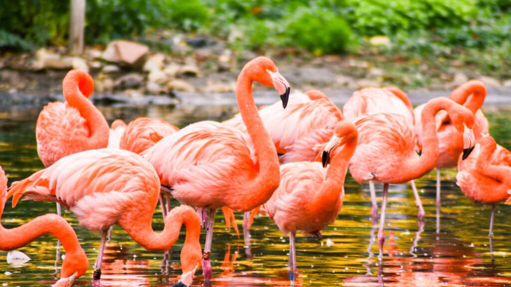 flamingo puns