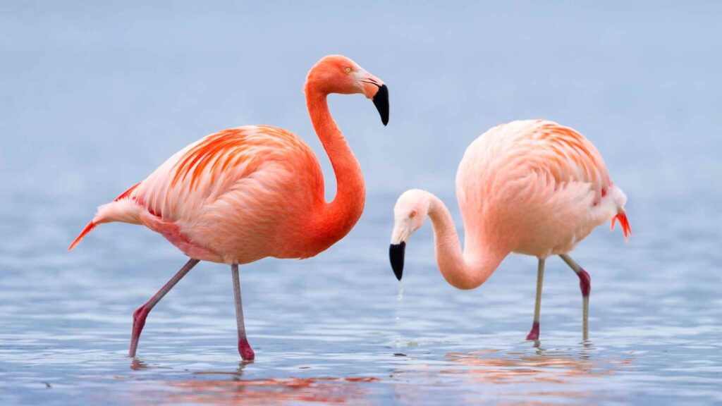 flamingo puns