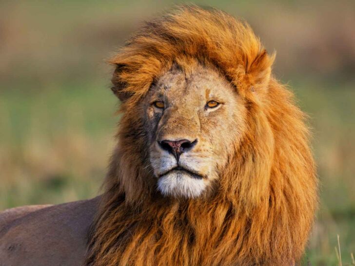 145 Lion Puns That Will Make You Roar