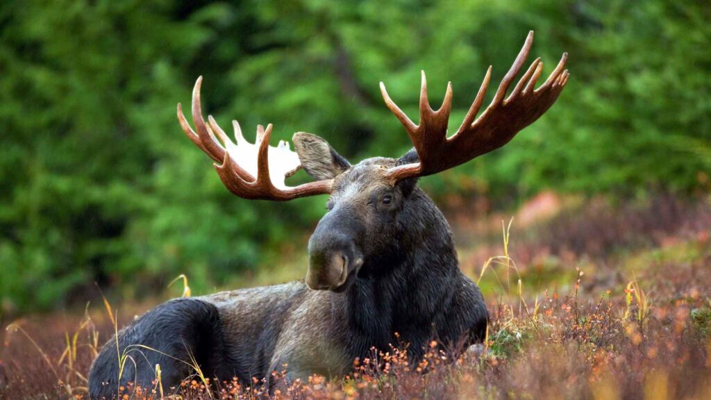 moose puns