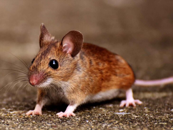 145 Mouse Puns That Will Make You Squeak