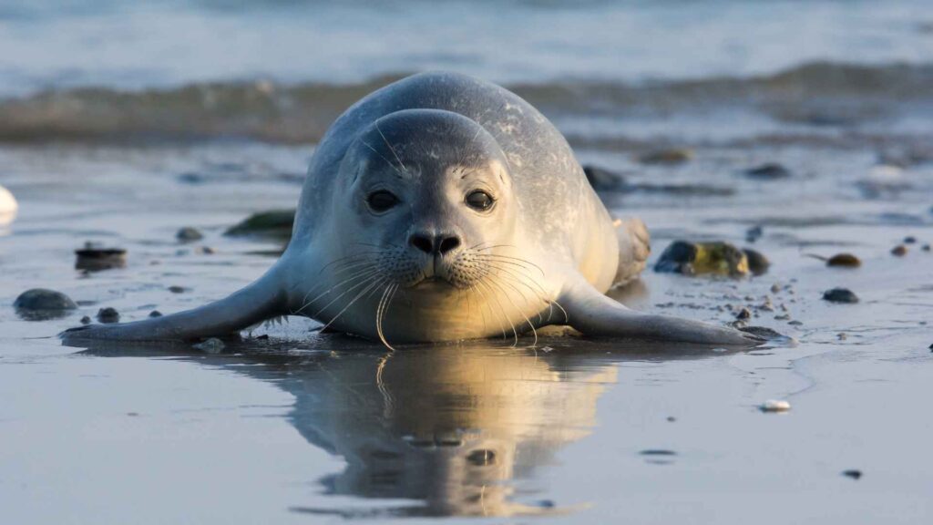 seal puns