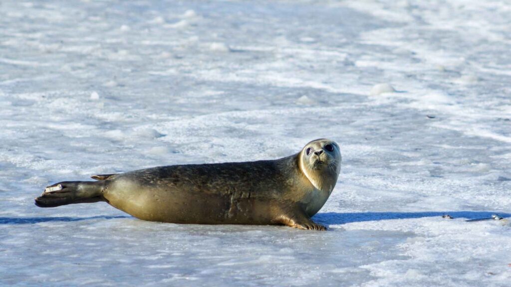 seal puns