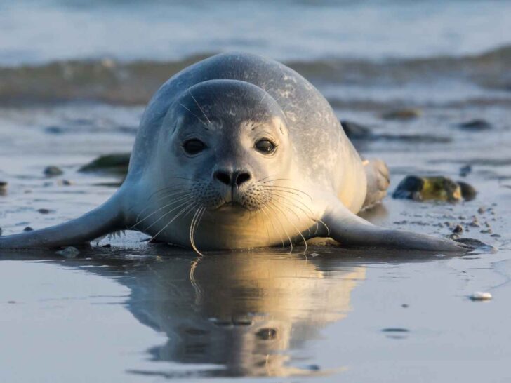 seal puns