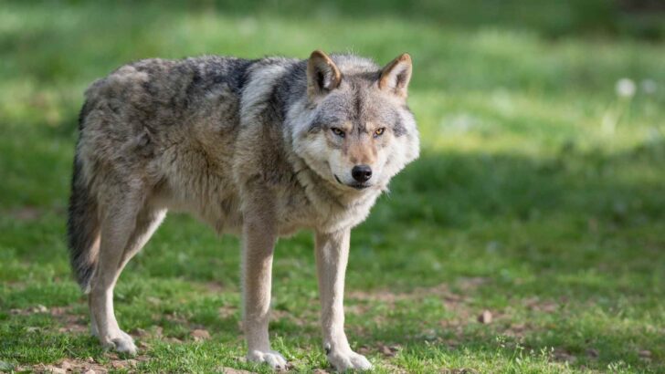Gray wolf standing in a grassy field