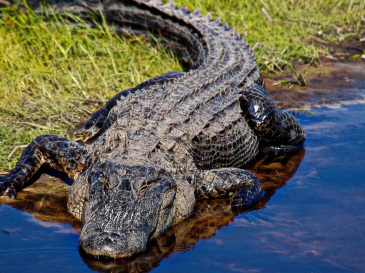 Alligator