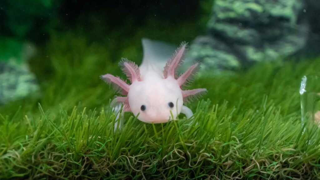 Axolotl