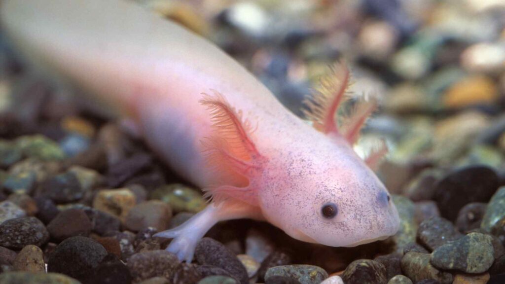 Axolotl