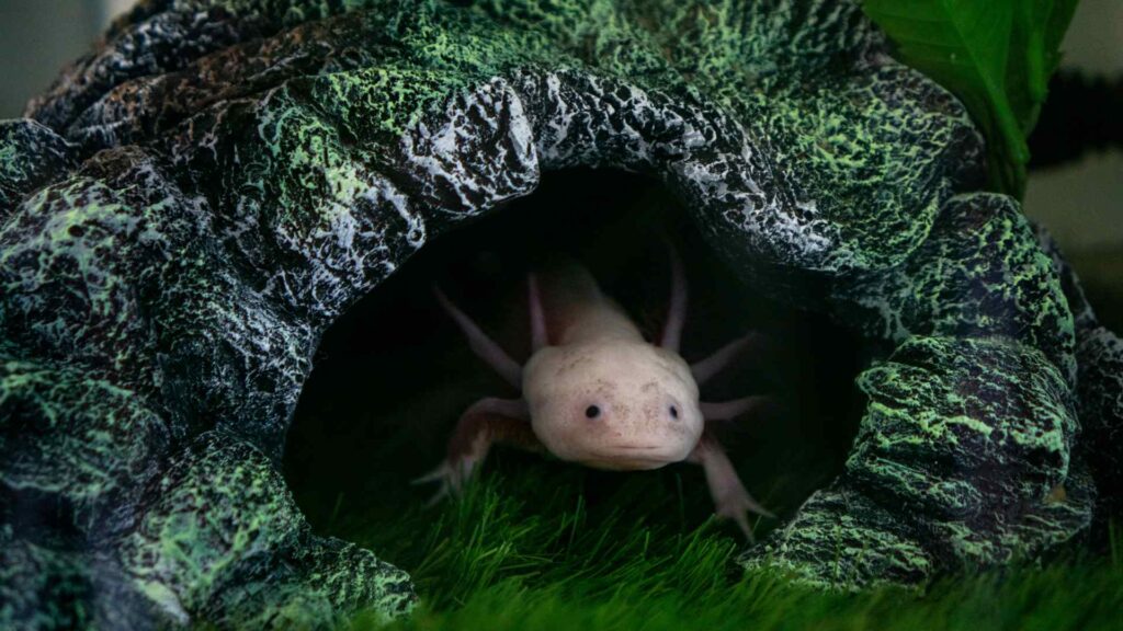 Axolotl