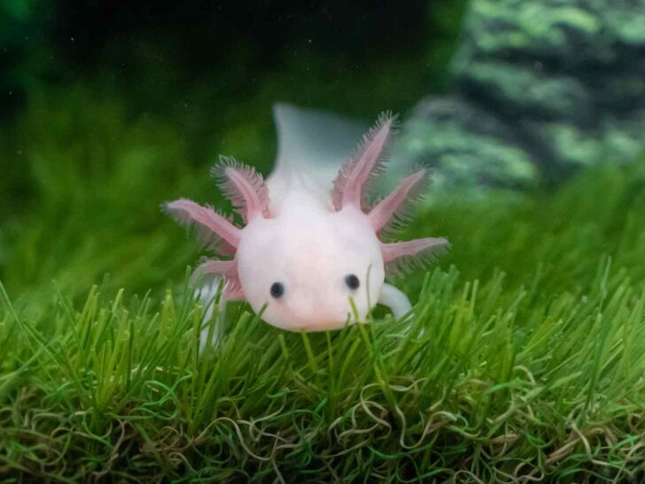 Axolotl