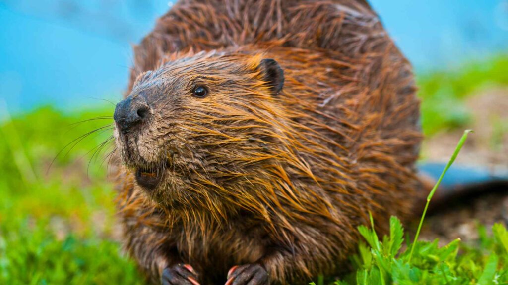 Beaver