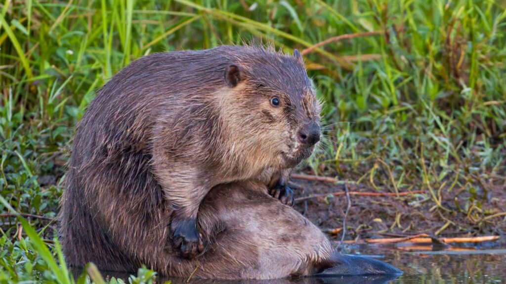 Beaver