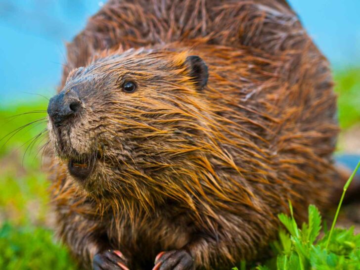 Beaver