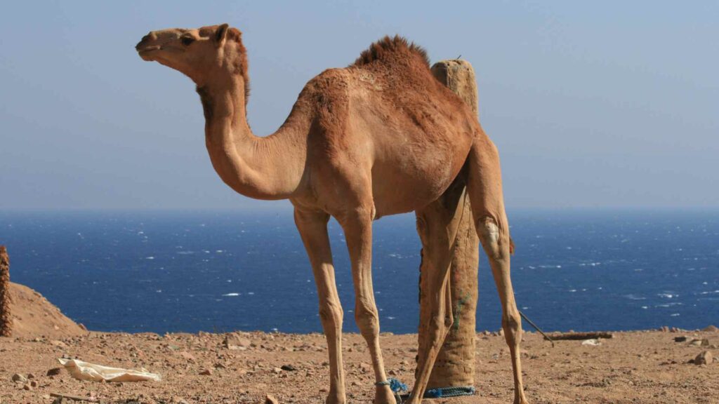 Camel