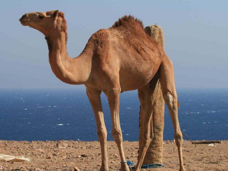 Camel