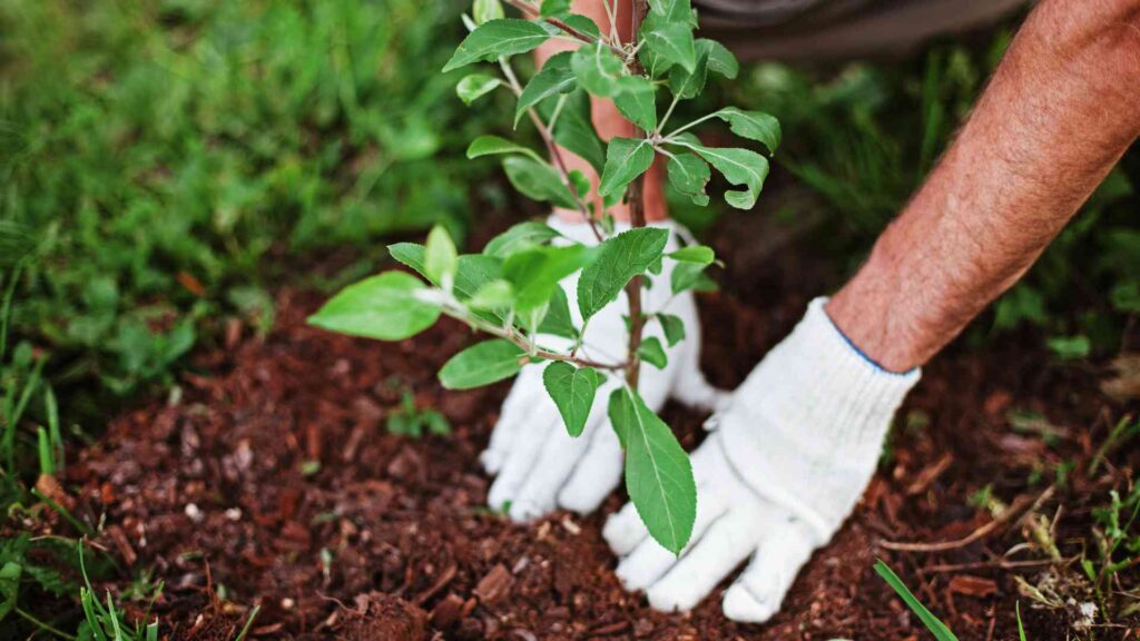 Gardening