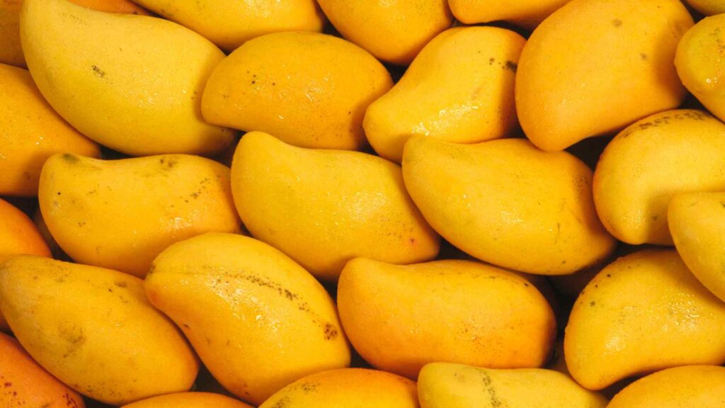 Mango