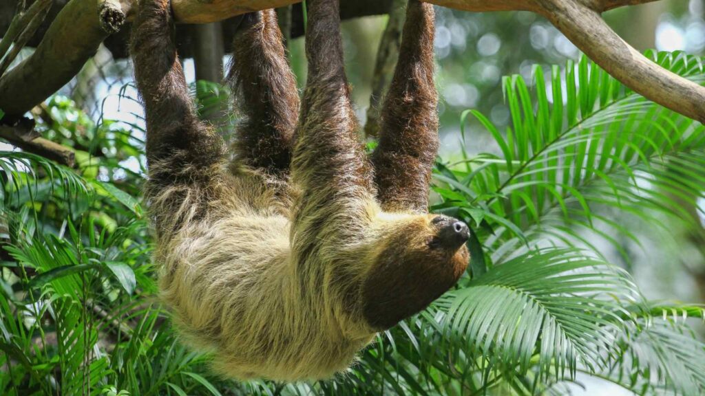 Sloth