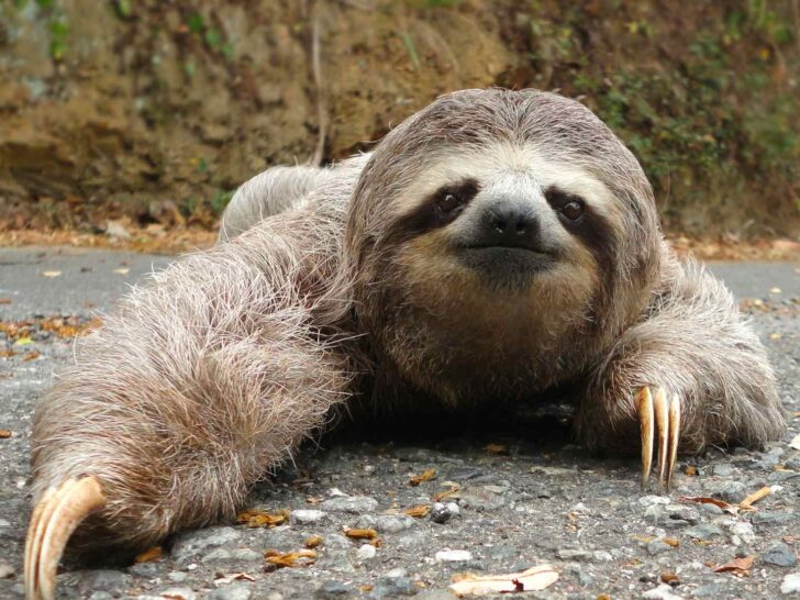 Sloth