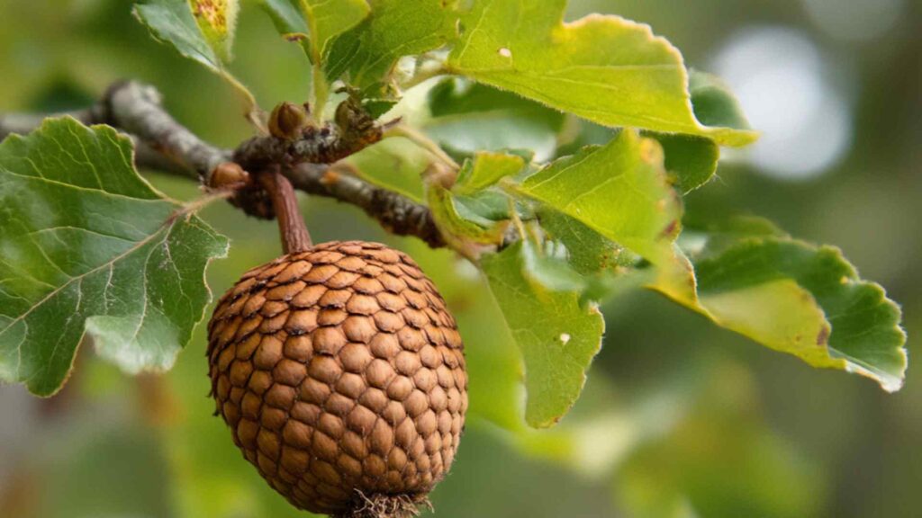 Acorn