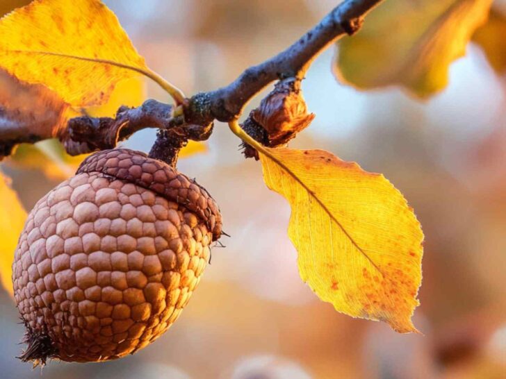 Acorn